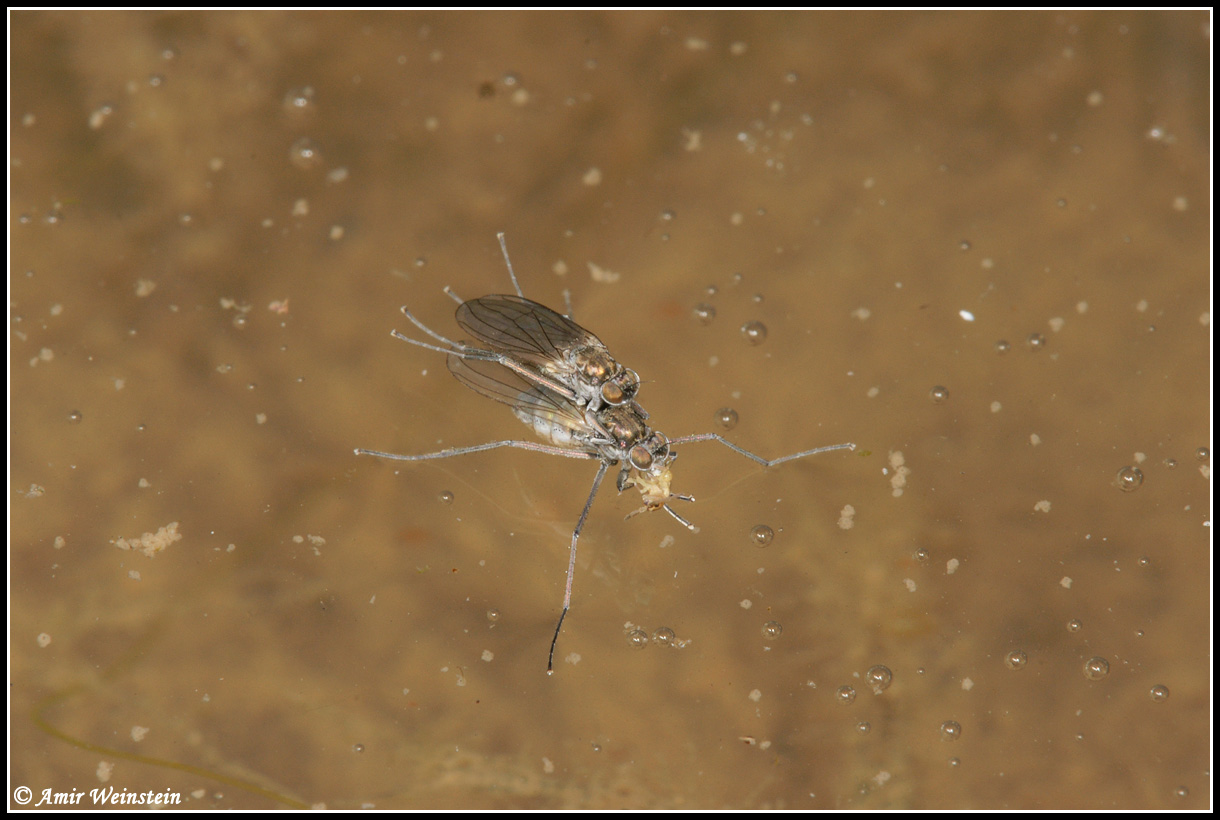 Diptera d''Israele